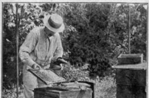 Stage Apiculture débutant