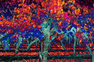 Expo photo : Et l'automne vin