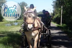 Balades en attelage aux tarifs de 2019