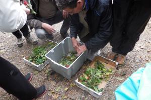 photo Salades de printemps