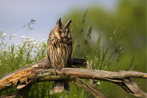 photo Oiseaux de proie nocturnes