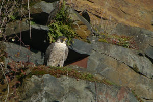 Oiseaux des falaises