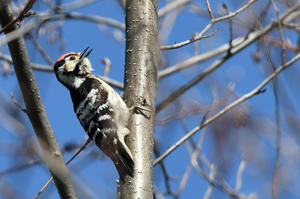 photo Oiseaux de la forêt de Châteauroux