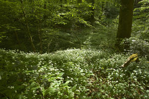 Flore vernale en vallée de la Creuse