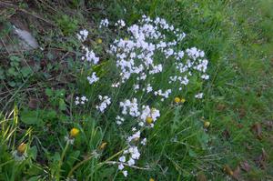 Plaisirs et saveurs buissonnières de printemps