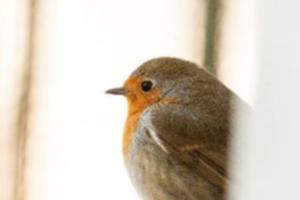 les oiseaux du jardin