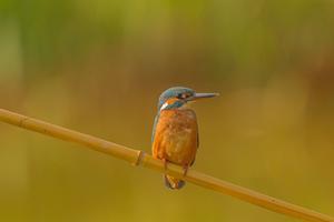 Stage de Photographie Animalière