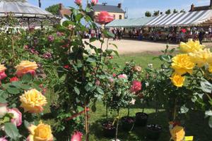 fête des beignets aux fleurs d'acacia