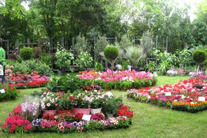 photo FLEURS ET BROCANTE