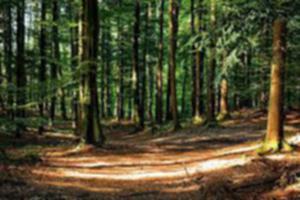 photo Balade énergétique en forêt