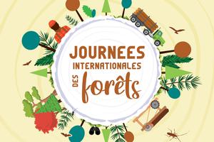 Journée Internationale des Forêts - Une scierie, comment ça marche ?