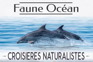 Croisière Dauphins et Faune marine de Bretagne