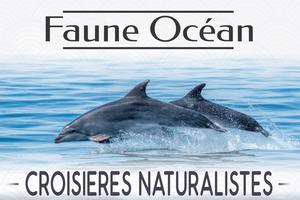 photo Croisière Dauphins et faune marine de Bretagne