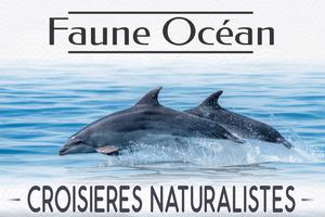 Croisière Dauphins et faune marine de Bretagne