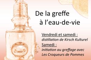 photo De la greffe à l'eau de vie