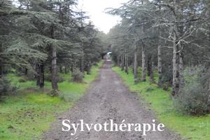 Ateliers de Sylvothérapie - Ostéopathie végétale © 2021