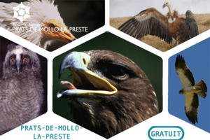 photo Balade : A la découverte des grands rapaces