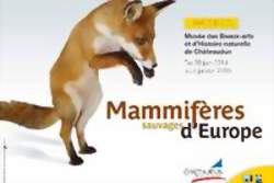 Mammifères sauvages d'Europe