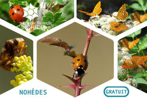 photo Sortie nature à la découverte des insectes