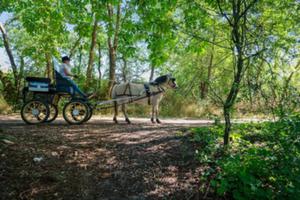 Balades en calèche