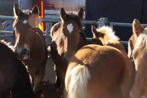 Foire Chevaline de Gabriac