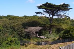 Sortie nature : le Portmain et ses landes littorales