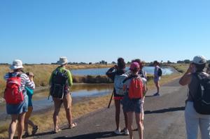 Sortie nature : les oiseaux du Marais Breton