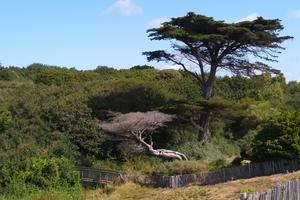 photo Sortie nature : le Portmain et ses landes littorales