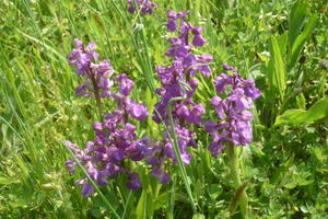 photo -ANNULEE- Sortie nature : la Joselière, ses orchidées et ses papillons