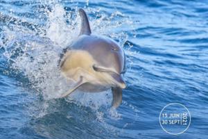 photo Croisière Dauphins et faune marine de bretagne