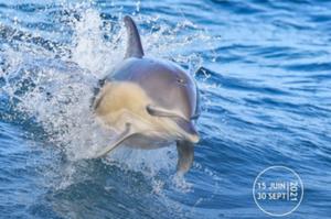 photo Croisière Dauphins et faune marine de Bretagne