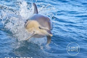 photo Croisière Dauphins et faune marine de Bretagne