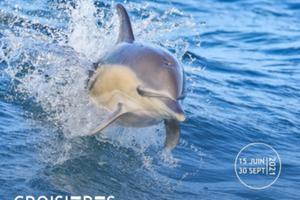 Croisière Dauphins et faune marine de Bretagne