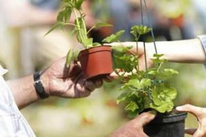 photo Troc de plantes