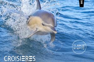 Croisière Dauphins et faune marine de Bretagne