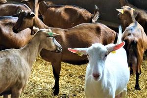 ANNULÉ Visite guidée - Fromagerie Turpeau