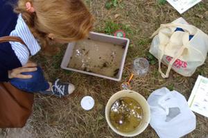 Sortie nature parents/enfants : les petites bêtes de la mare