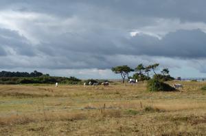 -ANNULEE- Sortie nature : le Marais de Lyarne et ses oiseaux