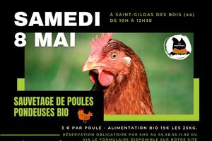 Sauvetage de poules pondeuses