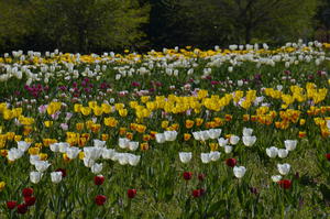 photo tulipes contre le cancer