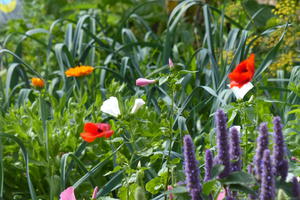 photo Stage au jardin