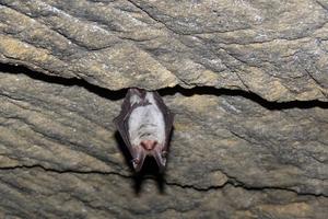 photo À la découverte des chauves-souris 