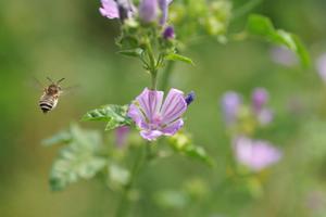 À la rencontre des abeilles sauvages à Bazas