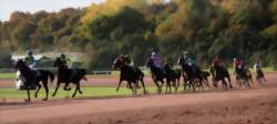 Course de galop à l'hippodrome