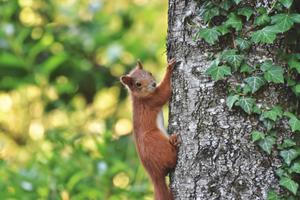 Les habitants des arbres de la forêt de Crécy