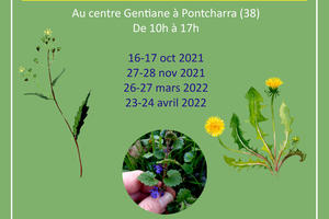 photo Un cycle de formation de 4 weekends pour vous accompagner jusqu’à l’autonomie en cueillette et dégustation des plantes sauvages