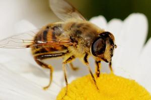 photo Fête de la science rencontre avec les pollinisateurs