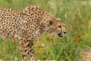 photo Course Nature du Bioparc