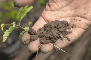 photo Ciné débat Festival Alimenterre : Les arbres au cœur de notre alimentation