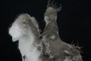 photo Off the Beach - Gaëlle Rouard + Ousse